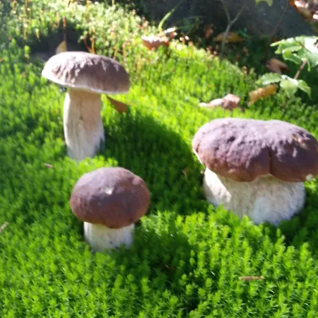 Bialy בית אירוח