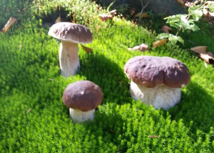 Bialy Ubytování v soukromí